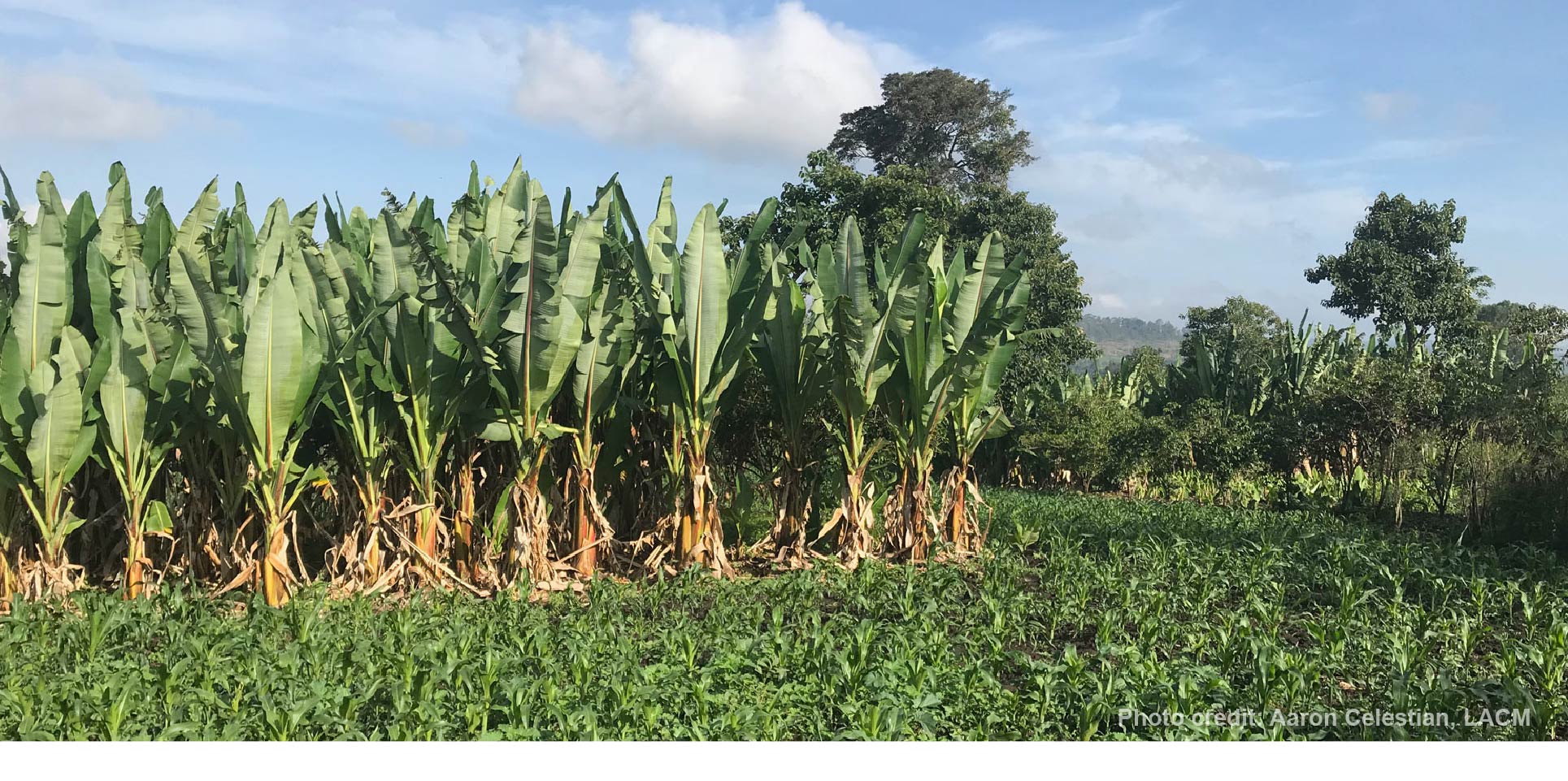 Ethiopia’s ‘false banana’: the answer to future food scarcity?