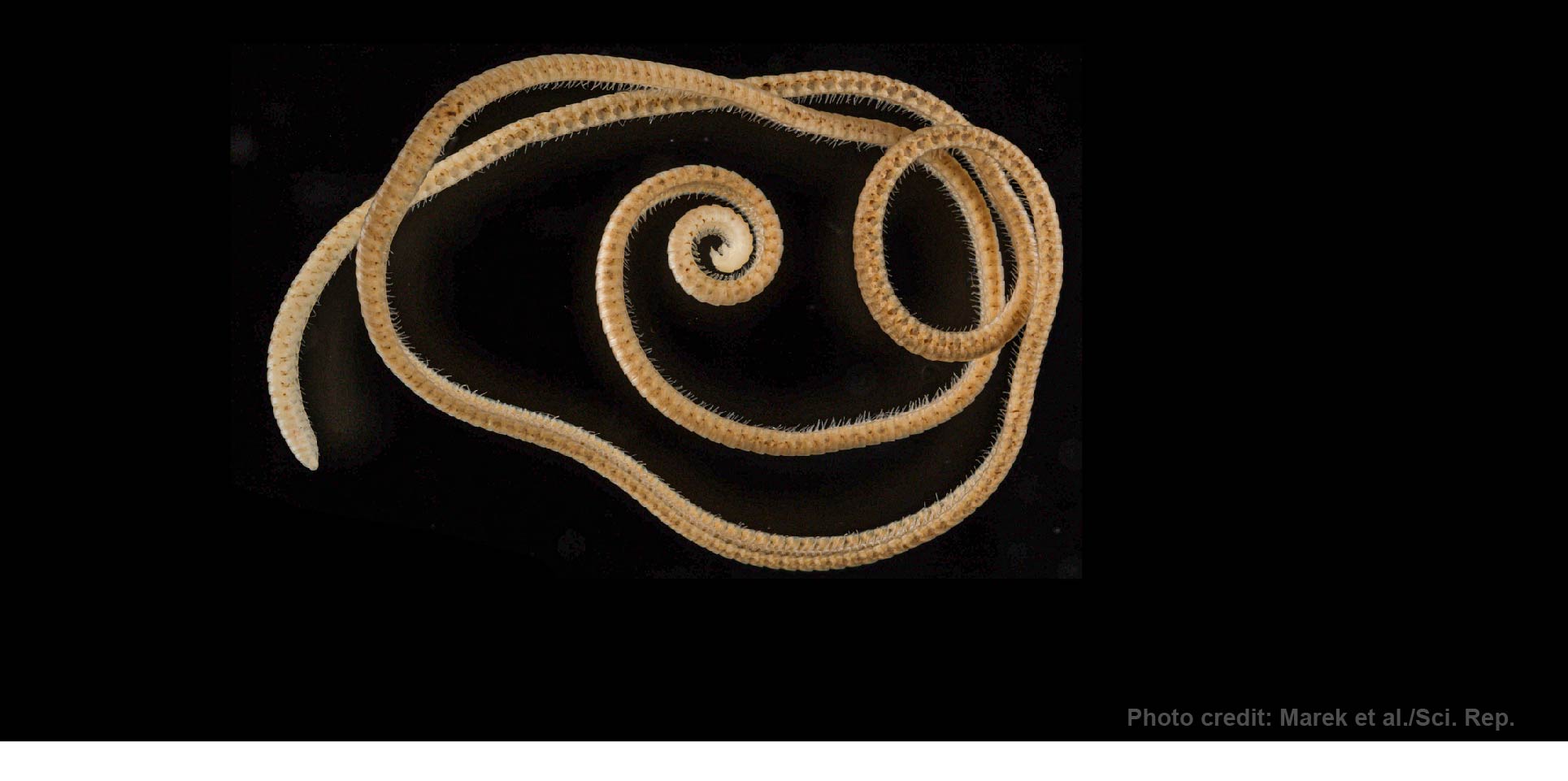 Scientists have found an elongated millipede with more legs than any other known animal
