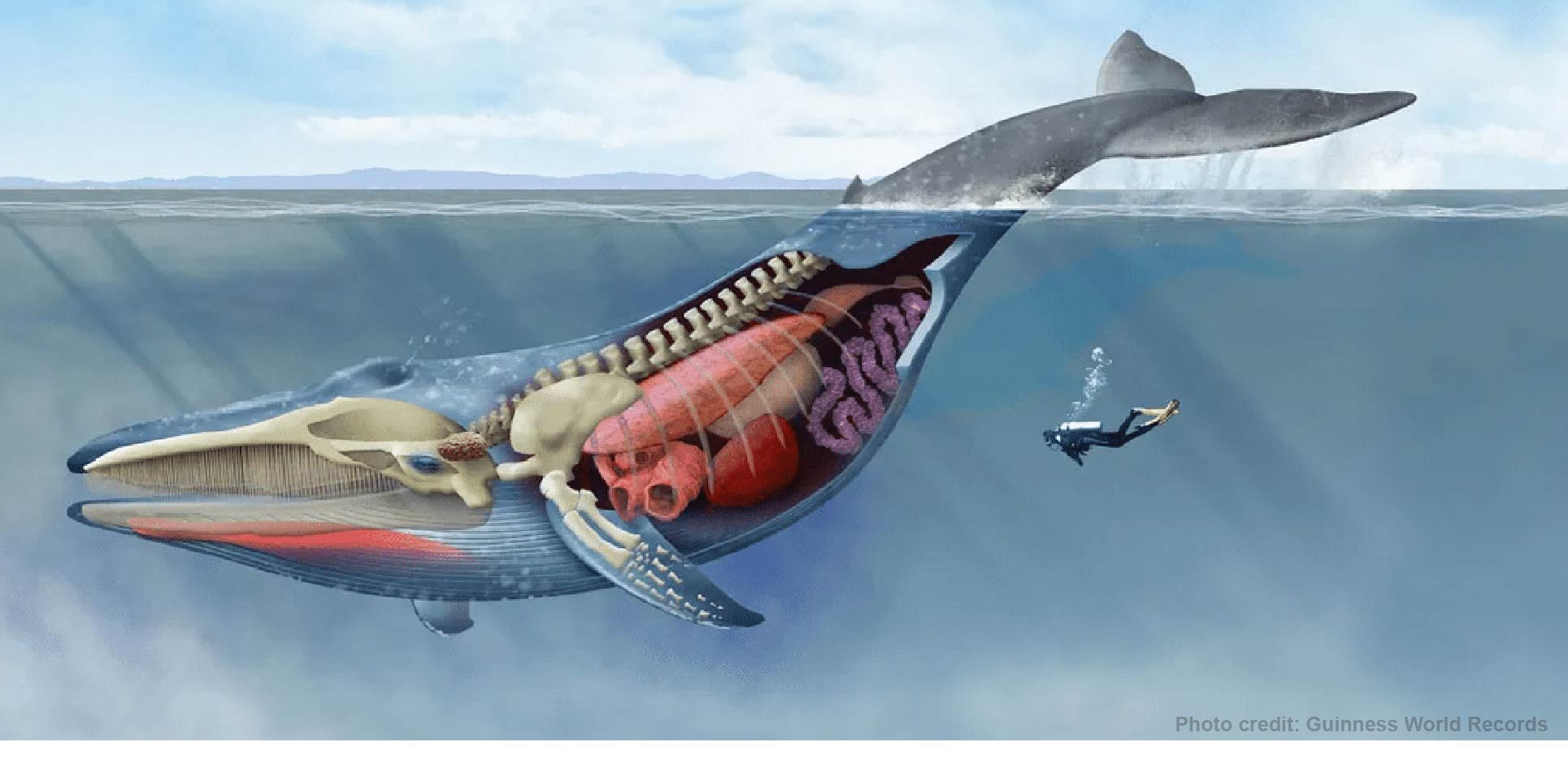 The record-setting anatomy of the blue whale